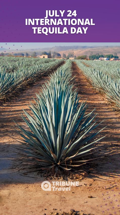 Let's celebrate International Tequila Day together! 🌵🥳 Enjoy this iconic drink and toast to its Mexican tradition 🌵🥳 Cheers! 🍹✨  #Tequila #InternationalTequilaDay #Health #TequilaLovers #Jalisco Jalisco Mexico Aesthetic, Jalisco Aesthetic, Guadalajara Aesthetic, Tequila Aesthetic, Mexican Board, Tequila Day, Mexican Traditions, Vacation Aesthetic, Morning News