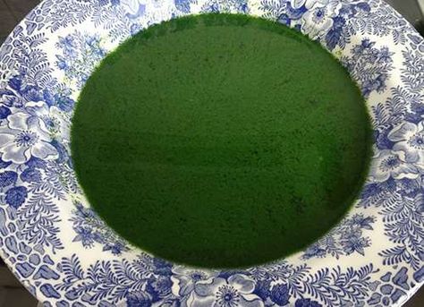 DIY Chlorophyll Extract - The Lost Herbs Homemade Chlorophyll, Diy Chlorophyll, Kidney Cleanse Juice, Green Eating, Green Drinks, Health Knowledge, Photosynthesis, Aging Process, Cool Plants