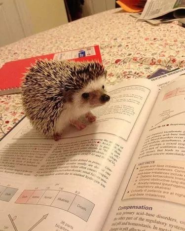 22 Hedgehogs That Will Make You Wish You Had a Hedgehog Study Buddy, Hedgehog Pet, Baby Hedgehog, A Hedgehog, Pet Memes, Math Homework, Cute Hedgehog, Baby Animals Funny, Cute Animal Photos