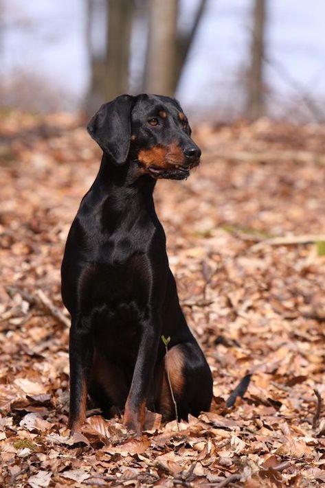 Meet the "Fire Hound" Doberman Puppies, Hound Breeds, Doberman Dogs, Purebred Dogs, Dog Id, Doberman Pinscher, Hound Dog, Dog Neck, Doberman