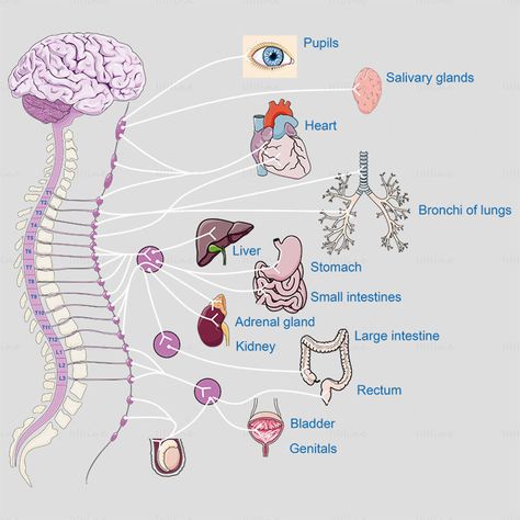 Sympathetic nervous system vector scientific illustration Sympathetic Nervous System, Scientific Illustration, Flat Illustration, Study Notes, Nervous System, Quick Saves