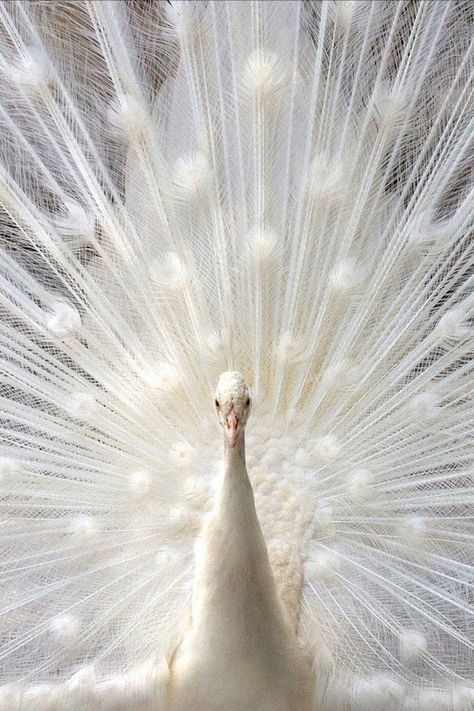 white peacock close-up. gorgeous. Albino Peacock, 1366x768 Wallpaper, Peacock Wallpaper, White Peacock, Image Nature, Bird Wallpaper, White Bird, National Geographic Photos, Shades Of White