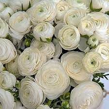 White Ranunculus Bouquet, Italian Ranunculus, White Centerpieces, Moonlight Garden, White Ranunculus, White Centerpiece, Patio And Garden, White Gardens, Seattle Wedding