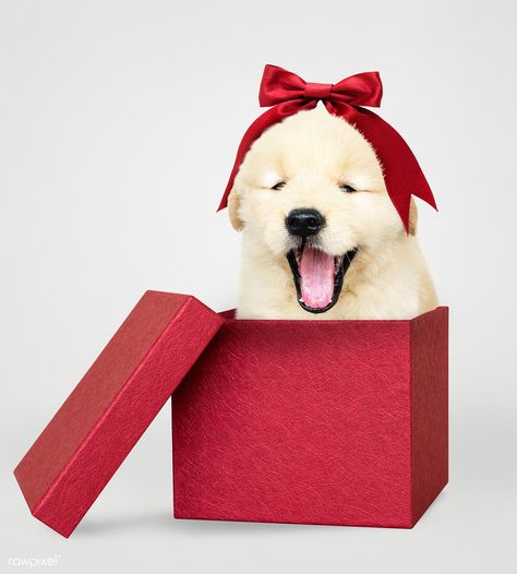 Golden retriever puppy in a red gift box | premium image by rawpixel.com / Teddy Rawpixel Cute Puppies Golden Retriever, Golden Retriever Training, Puppies Golden Retriever, Puppy Golden Retriever, Christmas Pets, Positive Dog Training, Golden Retriever Mix, Basic Dog Training, Red Gift Box