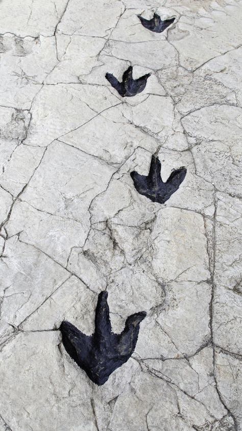 Dinosaur Footprints. Detail of dinosaur tracks in Spain , #Affiliate, #Detail, #Footprints, #Dinosaur, #Spain, #tracks #ad Hollow Earth, Dinosaur Tracks, Dinosaur Footprint, Dinosaur Images, Fossil Bones, Rocks And Fossils, The Photograph, Rock Art, Geology