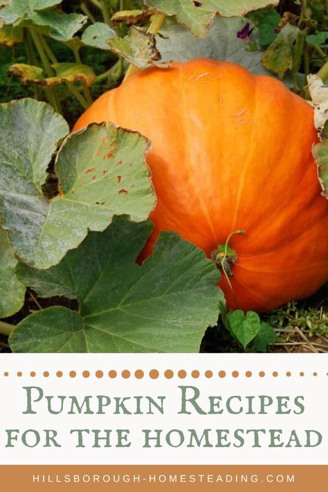 Getting ready for Thanksgiving dinner? Give these easy pumpkin recipes a try! Whether you have grown pumpkins in your homestead garden, or just have extra pumpkin decorations, turn those pumpkins into these amazing homestead recipes. Pumpkin Recipes Whole Pumpkin, Preserving Pumpkins, Grandmothers Kitchen, Large Pumpkins, Homesteading Diy, Cooking Pumpkin, Pumpkin Recipes Easy, Growing Pumpkins, Homestead Gardens