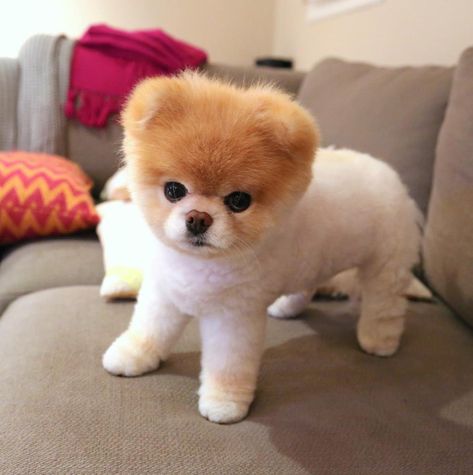 Boo the Pomeranian, Once Named the World's Cutest Dog, Dies Boo The Cutest Dog, Baby Pomeranian, Mini Boo, World Cutest Dog, Boo The Dog, Cute Pomeranian, Cutest Dogs, Adorable Dogs, Teacup Puppies