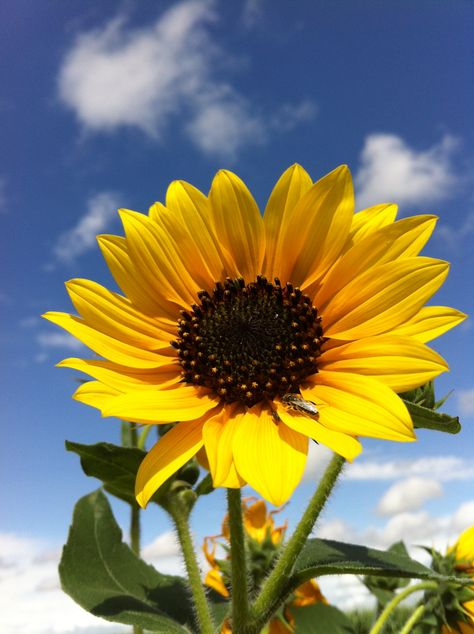 Sunflower backed by blue sky Blue Sky Landscape, Wild Sunflower, Sky Landscape, Blue Sky, Sunflower, Natural Landmarks, Photographer, Plants, Travel