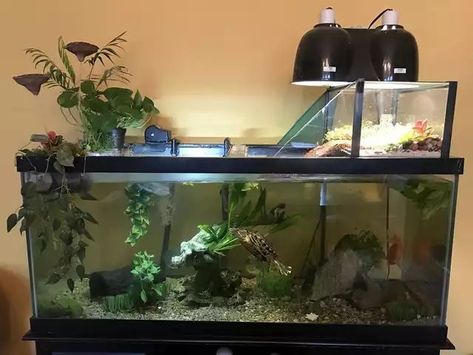 Turtle Tank Ideas, Box Turtle Habitat, Red Ear Turtle, Turtles Pet, Turtle Tank Setup, Turtle Enclosure, Turtle Terrarium, Red Eared Slider Turtle, Turtle Aquarium