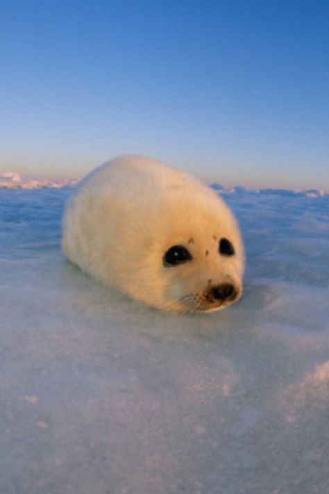 Harp Seal Pup, Baby Harp Seal, Cute Seals, Seal Pup, Baby Seal, Animal Icon, The Peacock, Silly Animals, Cute Wild Animals