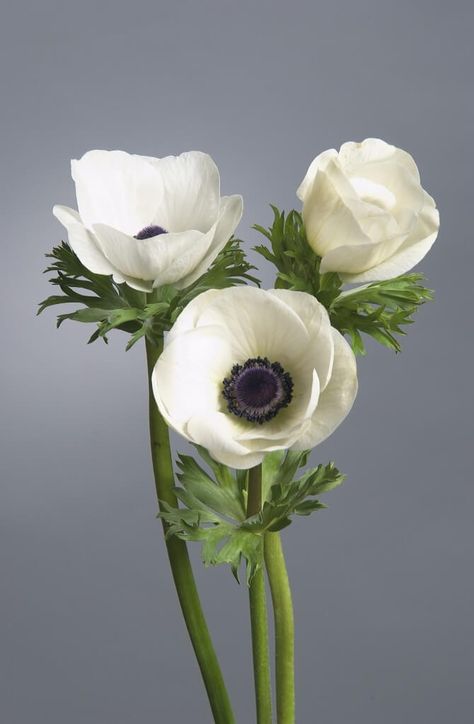 Anenome Flower, White Anemone Flower, White Anemones, Anemone Flowers, Bouquet Painting, Poppies Tattoo, Flower Close Up, White Anemone, White Poppy