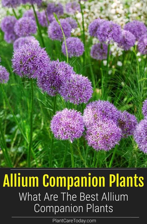 Alliums Flower, Allium Planting Ideas, Allium Landscaping, Allium Landscaping Ideas, Landscaping With Alliums, Allum Flower, Allium Flower Bed, Aliums In Garden, Ornamental Allium