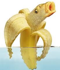 Animal Mashups, Photoshopped Animals, Banana Art, A Banana, Top Funny, Fishing Humor, Food Humor, Funny Images, Really Funny