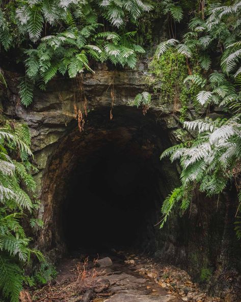 The entrance to the Glow Worm Tunnel Tunnel Drawing, Exterior Moodboard, Forest Tunnel, Forest Cliff, Hope Background, Woodland Landscaping, Mountain Tunnel, Tunnel Entrance, Hidden Kingdom