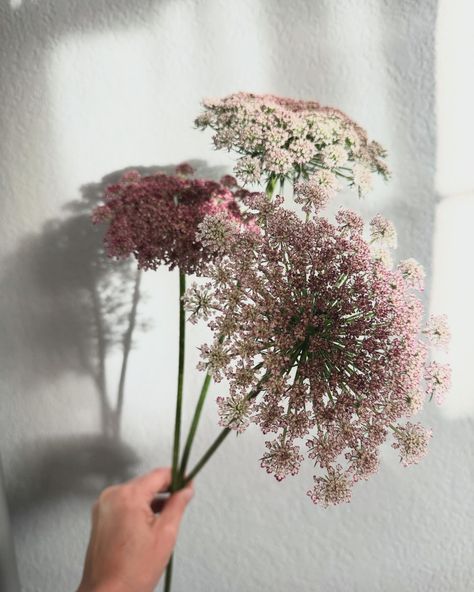 Queens from the garden are my favorite eye candy👑 Filled up a few buckets of our harvested Chocolate Queen Anne’s Lace this weekend and had to share her delicate details🍫 Brooklyn Interior, Sedona Az, Socal Wedding, Queen Annes Lace, Arizona Wedding, Wedding Flower Arrangements, Reception Table, Wedding Florals, Delicate Details