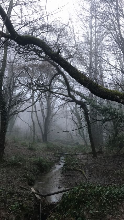 Gloomy Scenery, Dark Naturalism, Dark Forest Aesthetic, Dark Green Wallpaper, Avatar World, Gothic Aesthetic, Autumn Scenery, Indie Aesthetic, Spooky Scary