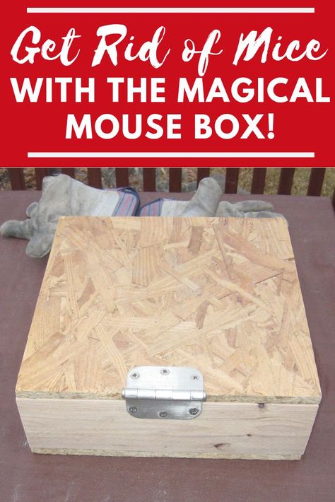 Homemade Mouse Trap, Mouse Proofing House, Diy Bucket Mouse Trap, Diy Mouse Trap Bucket, Homemade Rat Traps, Keep Mice Out Of House, Get Rid Of Mice In House, Get Rid Of Mice In House Fast, Mouse Proof Pantry