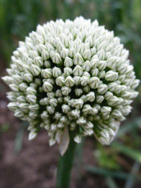 Onion Flower | A few of the onions I had planted in my veget… | Flickr Onion Flower, Individual Flowers, Nice Flowers, Seed Germination, The Onion, Green Onion, I Dont Know, Flower Illustration, The Plant