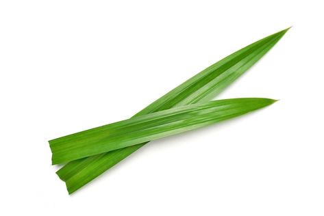 Fresh green pandan leaves isolated on wh... | Premium Photo #Freepik #photo #pandan #pandan-leaf #herbal #herbs Pandan Leaves, Healthy Herbs, Leaf Nature, Fresh Green, Premium Photo, Herbs, Stock Photos, Plants, Green