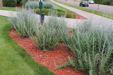 Russian Sage Border, Crazy Blue Russian Sage, Front Flower Beds, Russian Sage, Hillside Garden, Herb Gardens, Companion Plants, Purple Plants, Front Yard Garden Design