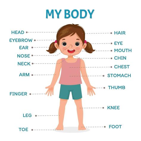 Body Parts For Kids, Text Label, Body Chart, Medical Student Study, Baby Play Activities, Chart For Kids, Human Body Parts, Human Drawing, Girl Illustration