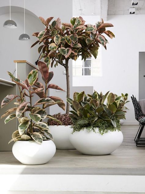 Ficus Elastica Tineke, Ficus Plant, Rubber Tree Plant, Rainforest Trees, Ficus Pumila, Ficus Benjamina, Hedging Plants, Plant Indoor, Ficus Lyrata