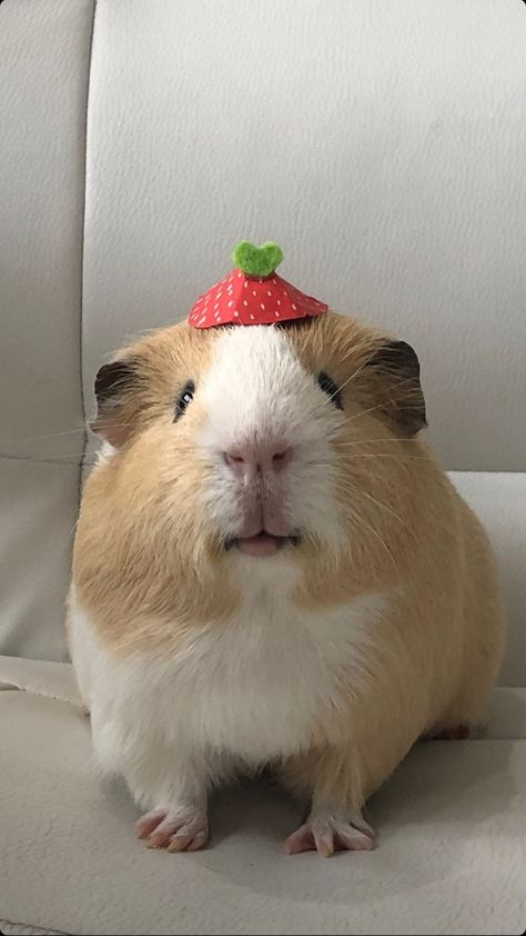 Cute Ginny Pigs, Guenia Pigs Cute, Gineau Pig Aesthetic, Gine Pig, Ginnie Pigs, Kawaii Hamster, Guine Pig, Pig Pics, Guinea Pig Clothes