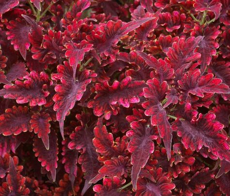 Coleus | John Grimshaw's Garden Diary: September 2011 Red Coleus, Shade Garden Plants, Garden Diary, Shade Perennials, Garden Kits, Pretty Plants, Shade Plants, Foliage Plants, The Shade