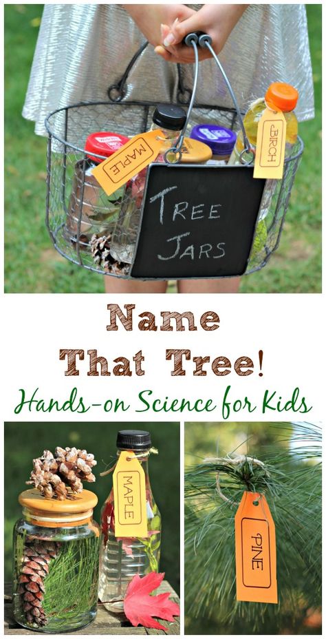 Learn a little about the trees in your back yard with this fun hands-on project that brings trees up close! Forest School Activities, Tree Id, Tree Identification, Tree Study, Nature School, Outdoor Education, Creative Curriculum, Outdoor Classroom, Preschool Science