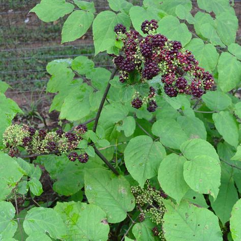 American spikenard, Aralia racemosa Planting Seed, Dried Berries, Tiny White Flowers, Side Garden, Garden Accents, Hardy Perennials, Herb Seeds, Garden Shop, Medicinal Plants