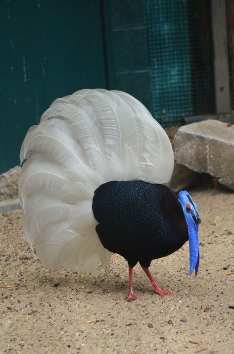 Faisán coliblanco o faisán de Bulwer (Lophura bulweri) es una especie de ave galliforme de la familia Phasianidae endémica de la isla de Borneo. No se reconocen subespecies. Gamebirds, Weird Birds, Kinds Of Birds, Unusual Animals, Rare Birds, Funny Birds, Nature Birds, Exotic Birds, Pretty Birds