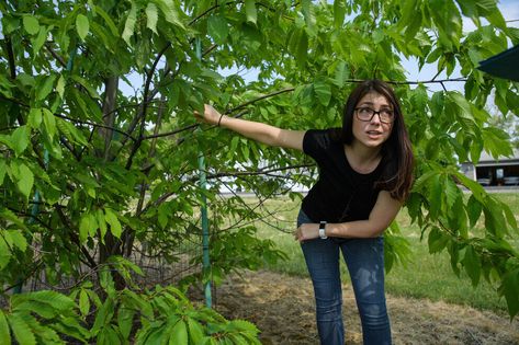 Researchers identify new threat to American chestnut trees American Chestnut Tree, Chinese Chestnut, Chestnut Tree, Growing Trees, American Chestnut, Forest Ecosystem, Chestnut Trees, Graduate Student, Plant Science