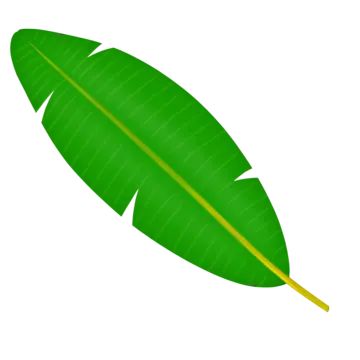 banana leaf,banana leaf vector,green banana leaf,leaf stalk,green leaf,banana fronds,banana,monstera leaf,banana leaves,plant illustration,real banana tree,decorative plants,banana leave,arenga pinnata,foliage,big leaves,leaf illustration,monstera,shoots,real banana leaf,green banana,cartoon banana Banana Leaf Vector, Cartoon Banana, Green Banana, Leaf Illustration, Leaves Vector, Banana Tree, Big Leaves, Banana Leaf, Plant Illustration