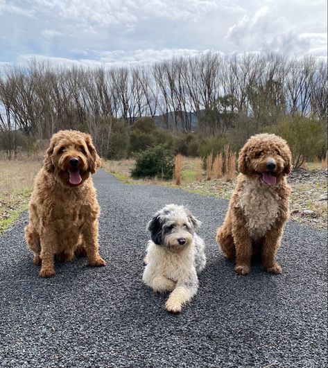 Two Labradoodles and a bordoodle The Three Amigos, Three Amigos, Labradoodle, Fox, Puppies, Dogs, Red