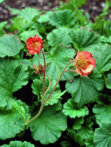 Water Avens (Geum rivale) grows in bogs, fens, damp meadows, swamps, and wetland margins. It has a reddish-purple, bell-shaped nodding calyx with yellow-orange flowers from late Spring until Autumn. Science Photos, Late Spring, Buy Prints, Photo Library, Wales England, Orange Flowers, Yellow Orange, Garden Plants, Wild Flowers