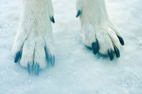 Wolf Paws, Wolf Poses, Wolf Husky, Wolf Paw, Dog Anatomy, Anatomy Sculpture, Timber Wolf, Canine Art, Wolf Pictures