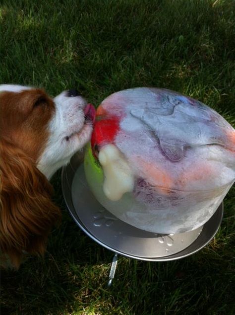 Ice Licks Keep Your Dog Cool and Happy All Summer Long | The Dog People by Rover.com Fruits For Dogs, Frozen Dog Treats, Ice Bowl, Healthy Dog Treats Homemade, Doggie Treats, Diy Hack, Dog Treats Homemade Recipes, Frozen Dog, Ice Cake