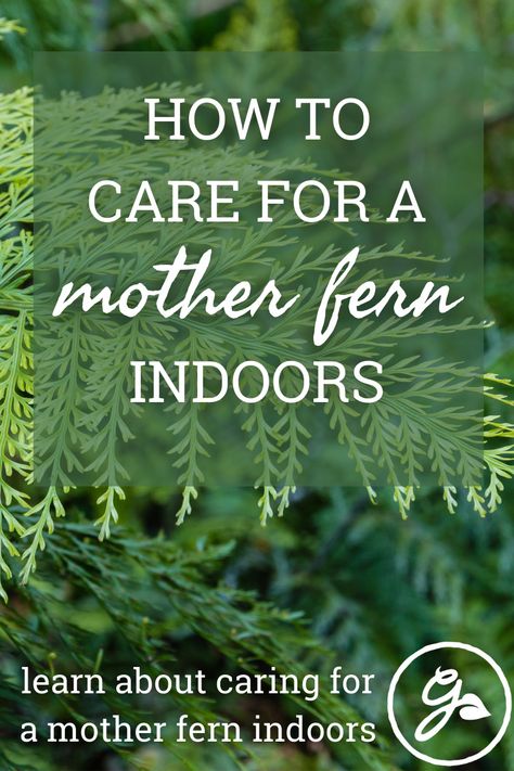 Mother Fern, Frugal Gardening, Ferns Care, Herb Garden, Go Green, Fern, Indoor Plants, House Plants, New Zealand