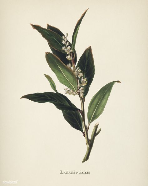 Public Domain | Bay laurel (Laurus nobilis) illustration from Medical Botany (1836) by John Stephenson and James Morss Churchill. Bay Laurel Tattoo, Bay Leaves Tattoo, Laurel Tattoo, Herb Tattoo, Laurel Plant, Bay Laurel Tree, Plant Printable, Laurel Branch, Bay Laurel