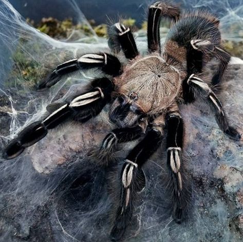 Pretty Tarantula, Skeleton Tarantula, Tarantula Pet Aesthetic, Aesthetic Tarantula, Spider House, Bird Eater Tarantula, Pet Tarantula, Arachnids Spiders, Spider Species