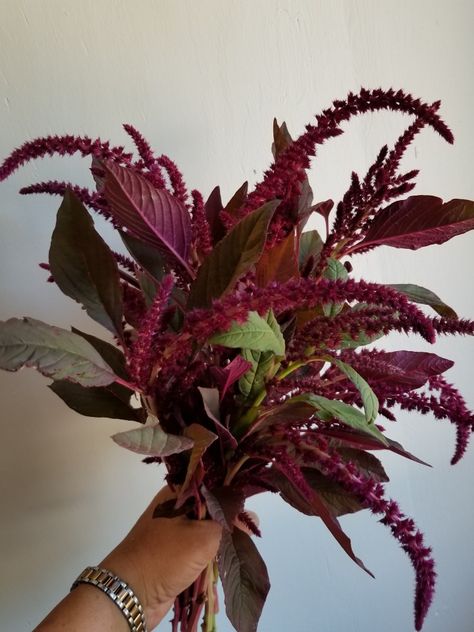 Amaranthus Red Spike Cinnamon Wedding Flowers, Hanging Amaranthus Wedding, Red Amaranthus, Green Hanging Amaranthus Bouquet, Burgundy Amaranthus, Burgundy Astilbe, Amaranthus Installation, Bronze Amaranthus, Purple Flower Tattoos