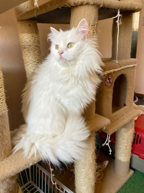 Angora Cat, Turkish Angora Cat, Angora Cats, Pet Finder, Turkish Angora, Dog Information, Vet Tech, Cat Rescue, Dog Behavior