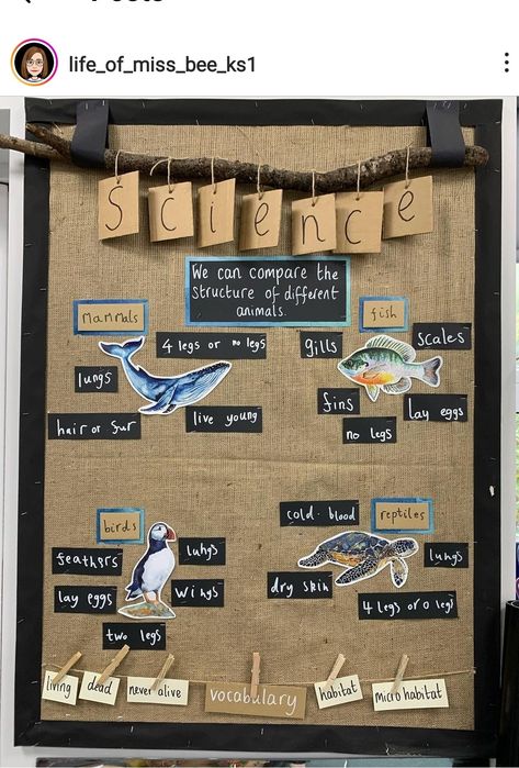 Co Created Classroom, Ks1 Science Display, New Class Display Ideas Ks1, New Class Activities Ks2, Year 1 Classroom Organisation, Fs2 Classroom Ideas, Classroom Displays Primary Ks1, Year 1 Science Display, Science Displays Primary