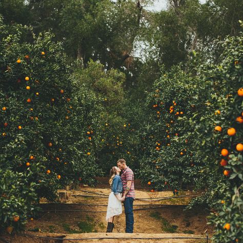 Cute Couples Photo at Prospect Park in Redlands, CA. The orange grove was a perfect place for this southern styled shoot. Cowboy boots and a cowboy hat was nice. The full set is on my site at wwilliamtyates.com Citrus Farm Photoshoot, Orange Orchard Photoshoot, Orange Farm Photoshoot, Orange Grove Engagement Photos, Orange Grove Photoshoot, Orchard Engagement Photos, Prospect Park Redlands, Cute Couples Photo, Future Photoshoot