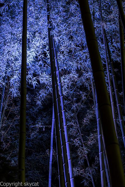 Arashiyama, Japan Blue Bamboo, Photo Awards, Afraid Of The Dark, Artwork Images, Nature Garden, Feeling Blue, Incredible Places, The Blues, In The Forest