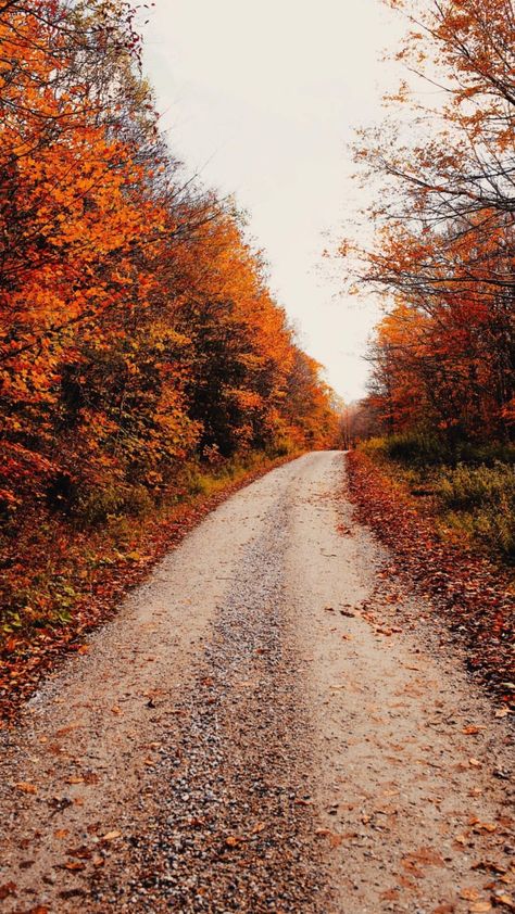 Fall Lockscreens 🍁🍁  📸: @xomissdanielle on Instagram Fall Photos Wallpaper, Autumn Aestethic Wallpaper, Fall Wallpaper Nature, Fall Tree Wallpaper, Fall Lockscreen Wallpaper, Fall Lockscreen Iphone Wallpaper, Fall Trees Wallpaper, Autumn Lockscreen Aesthetic, Fall Trees Aesthetic