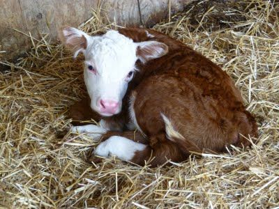 Miniature Hereford, Zebu Cow, Hereford Bull, Ranch Property, Hereford Cows, Hereford Cattle, Cow Print Wallpaper, Mini Cows, Longhorn Cow