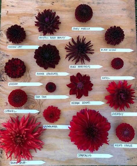 Red Flower Types, Dahlia Flower Garden Ideas, Dahlia Flower Garden Landscapes, Dahlia Flatlay, Burgundy Dahlia Bouquet, Red Dahlia Bouquet, Maroon Dahlia, Dahlia Colors, Dark Red Dahlia