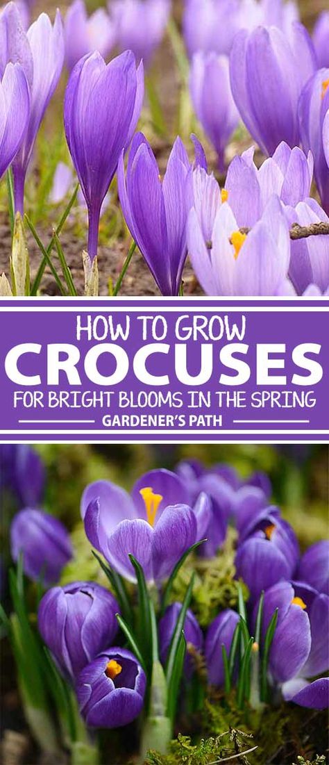 Vegan Garden, Homesteading Life, Homesteading Tips, Low Growing Shrubs, Crocus Flowers, Modern Homestead, Creative Garden Decor, Kitchen Gardens, Aquaponics Plants