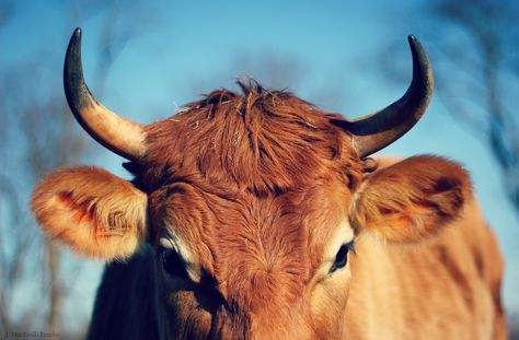 jersey horns | young steer Cows With Horns, Cow With Horns, Skin Positivity, Animal Horns, Goat Horns, Jersey Cow, Late Bloomer, Moo Moo, Bull Horns